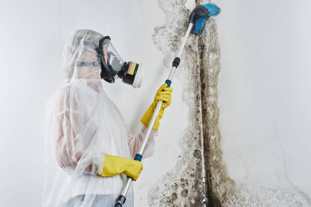Best Affordable Mold Removal  in Patrick Springs, VA