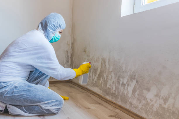 Best Local Mold Removal Service  in Patrick Springs, VA