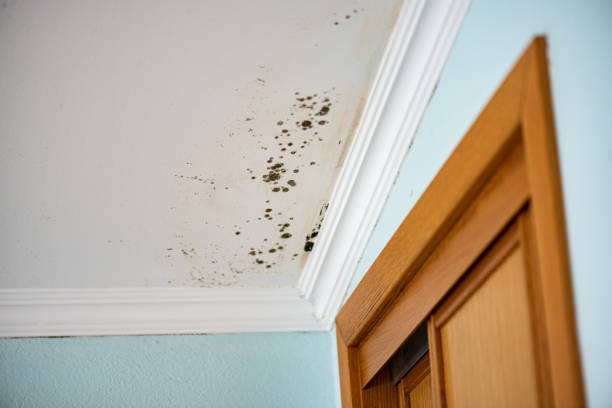 Best Mold Removal and Inspection  in Patrick Springs, VA