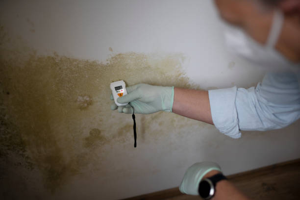 Best Professional Mold Removal  in Patrick Springs, VA