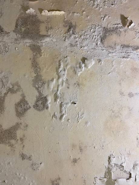 Mold Removal and Inspection in Patrick Springs, VA