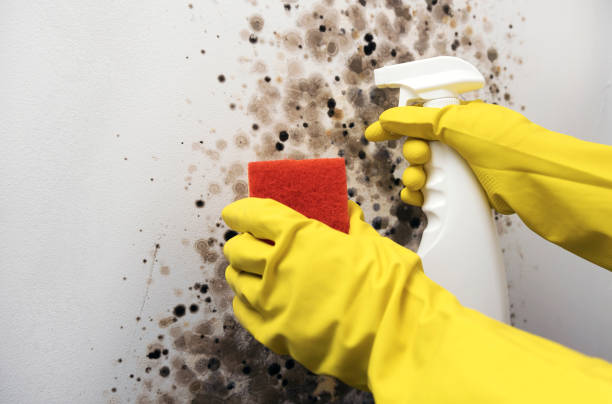 Best Commercial Mold Removal  in Patrick Springs, VA