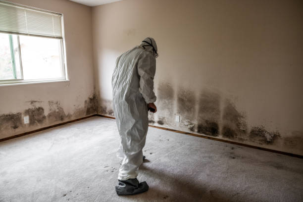 Best Home Mold Removal  in Patrick Springs, VA