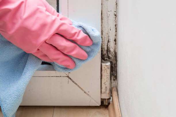Best Residential Mold Removal  in Patrick Springs, VA
