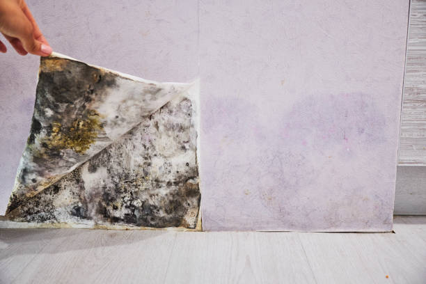 Best Mold Remediation  in Patrick Springs, VA